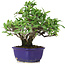 Pyracantha, 18 cm, ± 10 years old