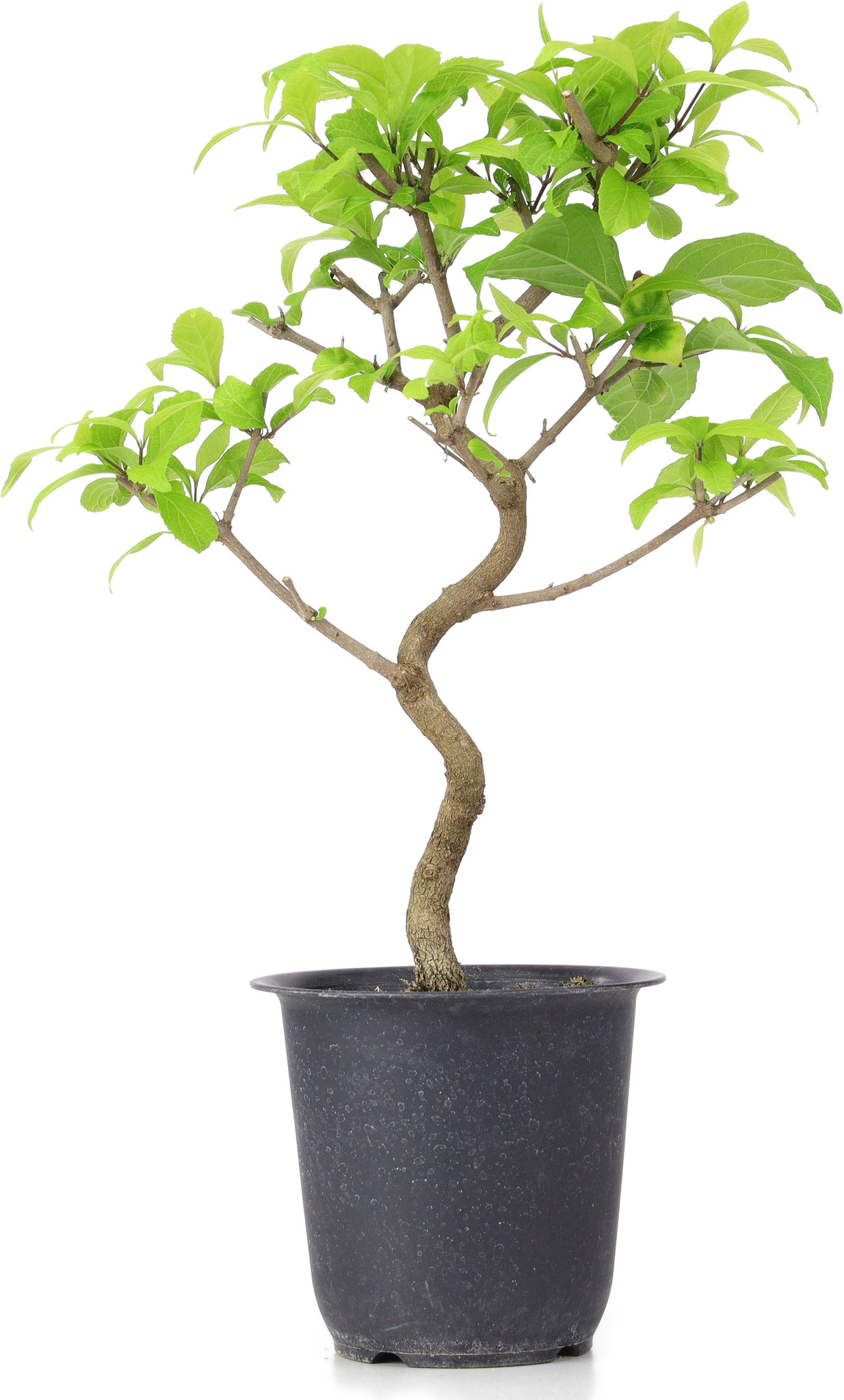 Callicarpa japonica, 32 cm, ± 6 years old Bonsai Plaza