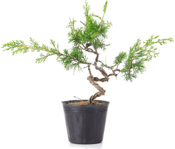Juniperus Chinensis Itoigawa, 31 cm, ± 6 years old