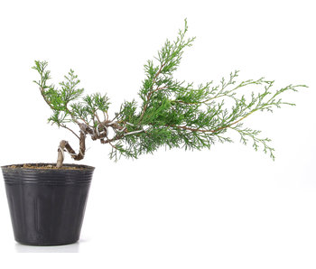 Juniperus Chinensis Itoigawa, 24 cm, ± 6 jaar oud