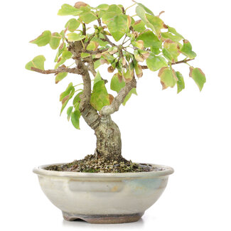 Acer buergerianum Miyasama, 14 cm, ± 20 años