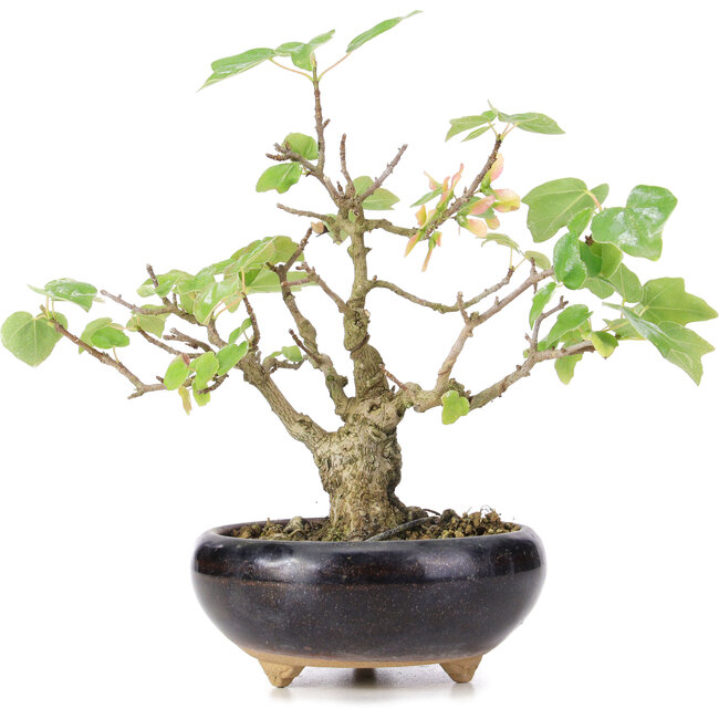 Acer buergerianum Miyasama, 18 cm, ± 12 jaar oud