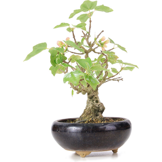Acer buergerianum Miyasama, 18 cm, ± 12 Jahre alt