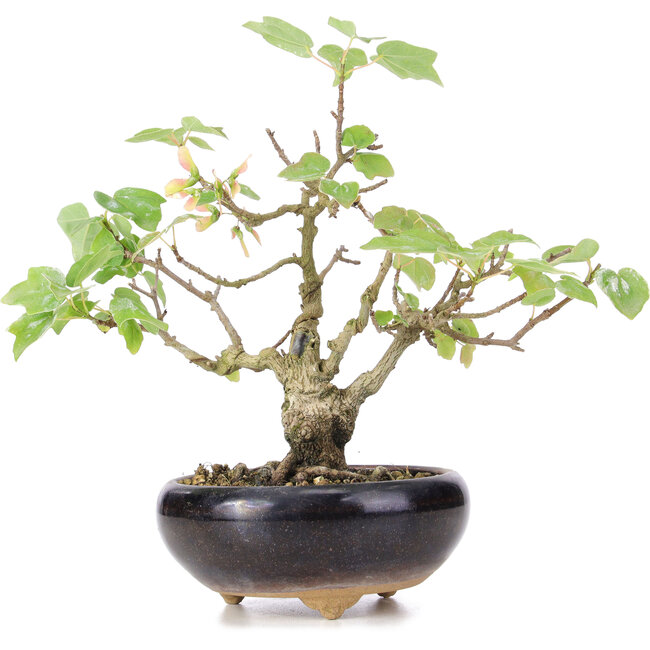 Acer buergerianum Miyasama, 18 cm, ± 12 Jahre alt