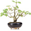 Acer buergerianum Miyasama, 18 cm, ± 12 years old