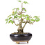 Acer buergerianum Miyasama, 18 cm, ± 12 years old