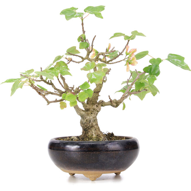 Acer buergerianum Miyasama, 18 cm, ± 12 years old