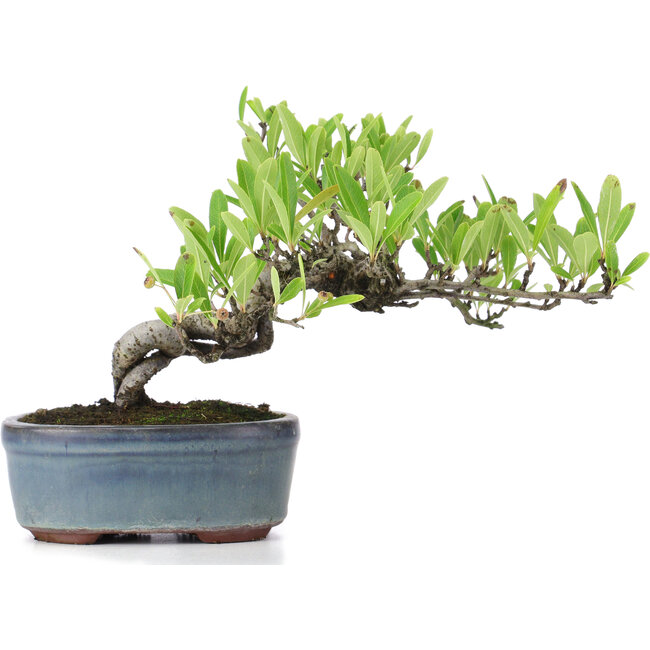 Pyracantha, 13 cm, ± 8 jaar oud