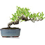 Pyracantha, 13 cm, ± 8 anni