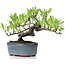 Pyracantha, 13 cm, ± 8 years old