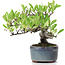 Pyracantha, 13 cm, ± 8 anni