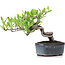 Pyracantha, 13 cm, ± 8 years old