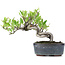 Pyracantha, 13 cm, ± 8 anni