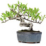 Pyracantha, 13 cm, ± 8 anni