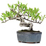 Pyracantha, 13 cm, ± 8 years old
