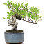 Pyracantha, 13 cm, ± 8 anni