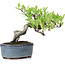 Pyracantha, 13 cm, ± 8 years old