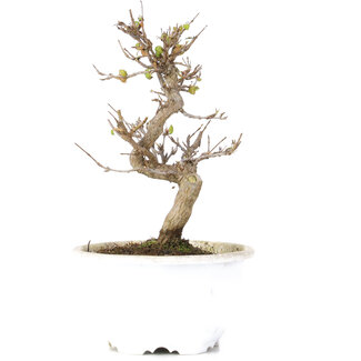 Acer buergerianum, 17,5 cm, ± 10 anni