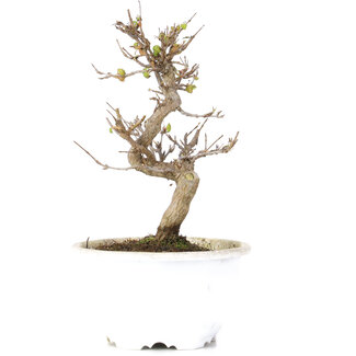 Acer buergerianum, 17,5 cm, ± 10 años