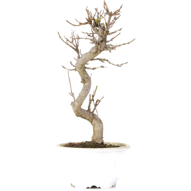 Acer buergerianum, 24,5 cm, ± 10 Jahre alt