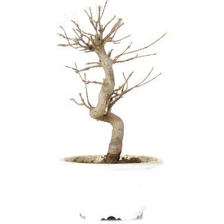 Acer buergerianum, 19 cm, ± 10 años