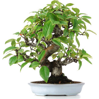 Pseudocydonia sinensis, 25 cm, ± 15 Jahre alt