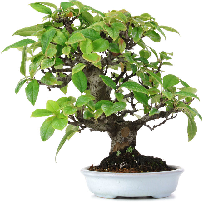 Pseudocydonia sinensis, 25 cm, ± 15 years old