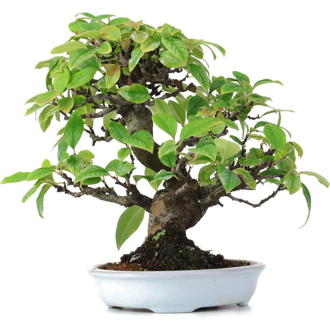 Pseudocydonia sinensis, 25 cm, ± 15 years old