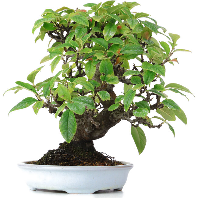 Pseudocydonia sinensis, 25 cm, ± 15 years old