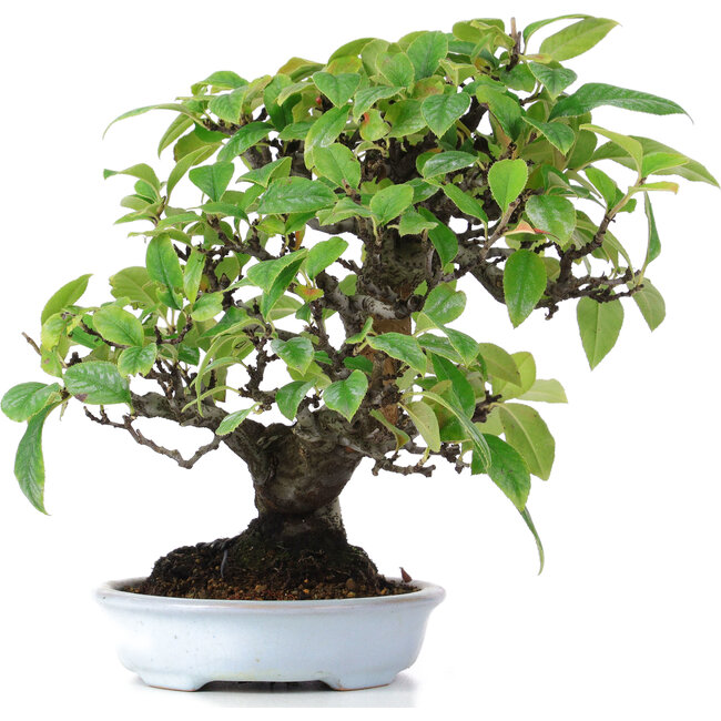 Pseudocydonia sinensis, 25 cm, ± 15 years old