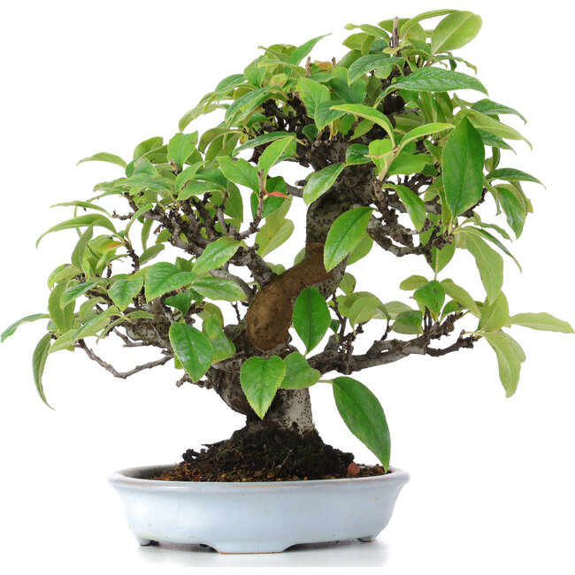 Pseudocydonia sinensis, 25 cm, ± 15 years old