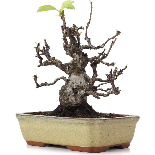 Pseudocydonia sinensis, 23 cm, ± 15 ans