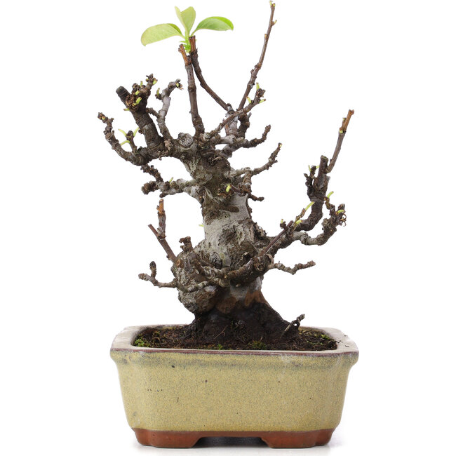 Pseudocydonia sinensis, 23 cm, ± 15 jaar oud