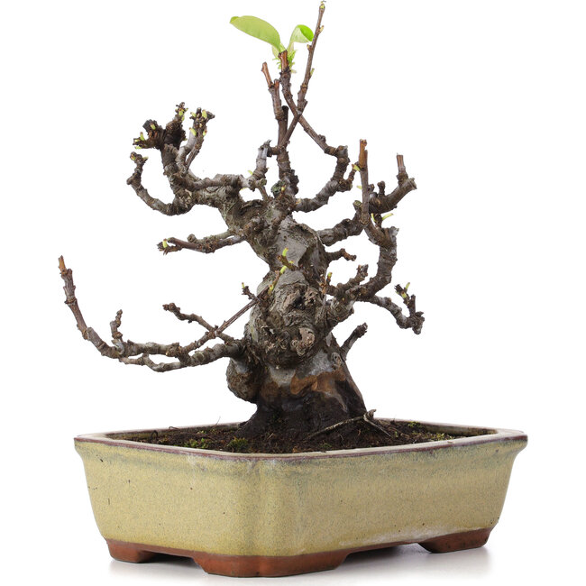 Pseudocydonia sinensis, 23 cm, ± 15 Jahre alt