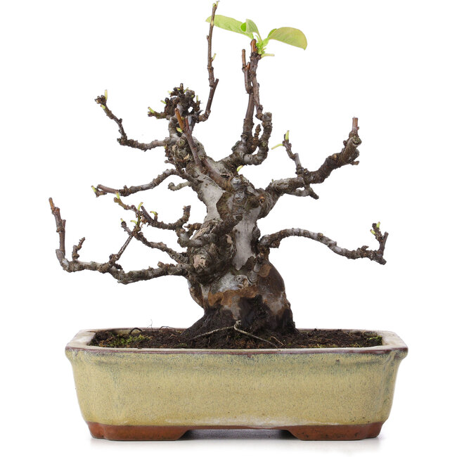 Pseudocydonia sinensis, 23 cm, ± 15 ans