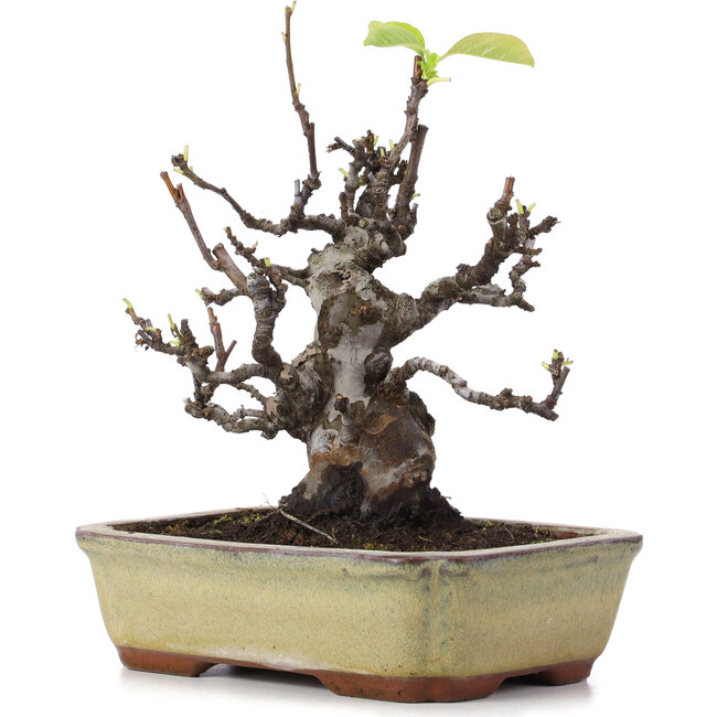 Pseudocydonia sinensis, 23 cm, ± 15 Jahre alt