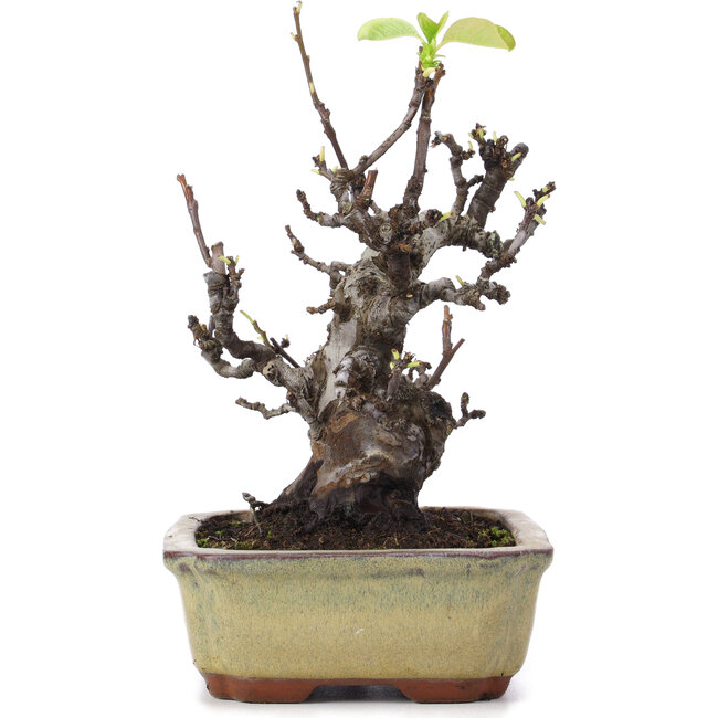 Pseudocydonia sinensis, 23 cm, ± 15 años