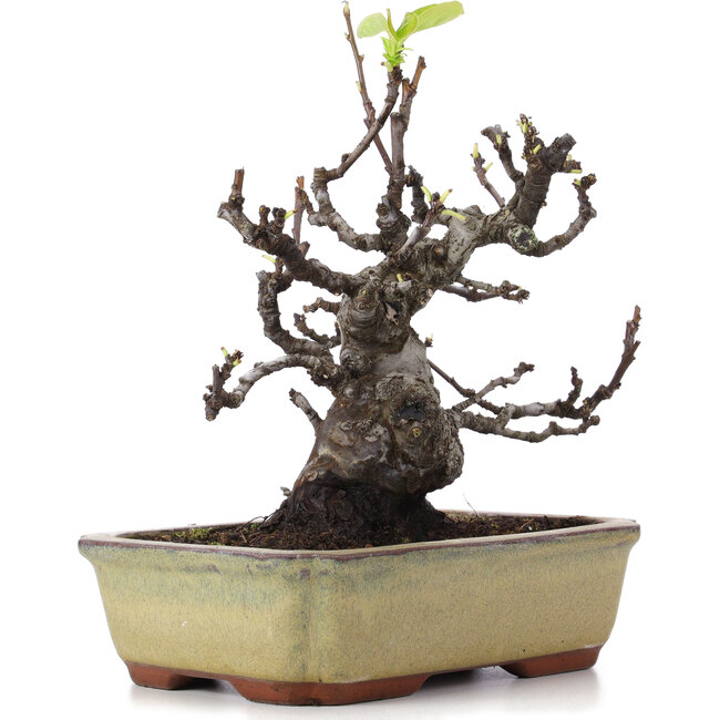 Pseudocydonia sinensis, 23 cm, ± 15 anni