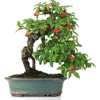 Cotoneaster horizontalis, 29,5 cm, ± 20 anni