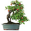 Cotoneaster horizontalis, 29,5 cm, ± 20 años