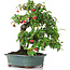 Cotoneaster horizontalis, 29,5 cm, ± 20 años