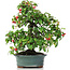 Cotoneaster horizontalis, 29,5 cm, ± 20 años