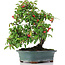 Cotoneaster horizontalis, 29,5 cm, ± 20 years old