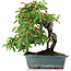 Cotoneaster horizontalis, 29,5 cm, ± 20 años