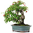 Cotoneaster horizontalis, 29,5 cm, ± 20 años