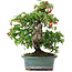 Cotoneaster horizontalis, 29,5 cm, ± 20 years old