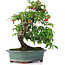 Cotoneaster horizontalis, 29,5 cm, ± 20 años