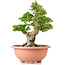 Rhododendron indicum Shinkyo, 50 cm, ± 30 anni, allenato da Kobayashi Sanyo