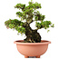 Rhododendron indicum, 47 cm, ± 30 years old, trained by Kobayashi Sanyo
