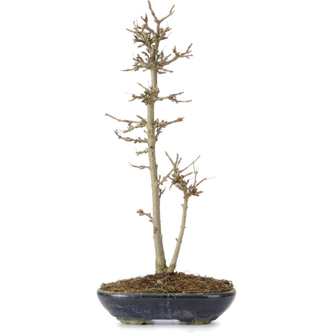 Acer buergerianum, 32 cm, ± 6 anni